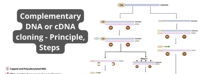 Complementary DNA or cDNA cloning - Principle, Steps 