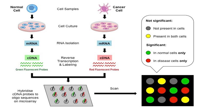 Steps involved in cDNA based microarray:

