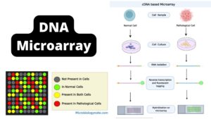 DNA Microarray Principle, Types and Steps involved in cDNA microarrays
