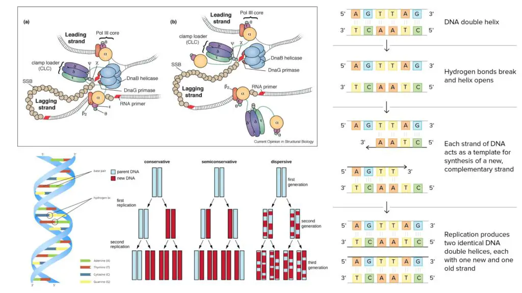 DNA Replication Mechanism, Definition, Requirements, Steps