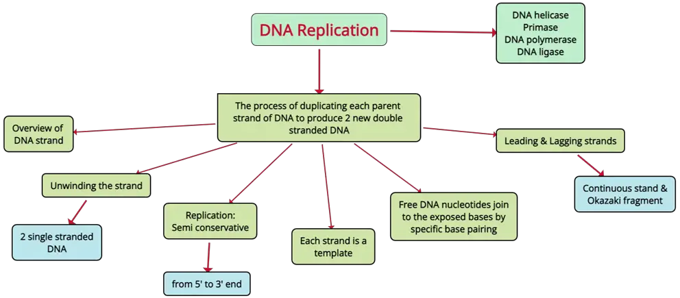 DNA Replication Mind Map