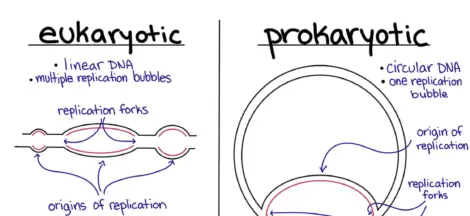 Difference between eukaryotic and prokaryotic dna replication