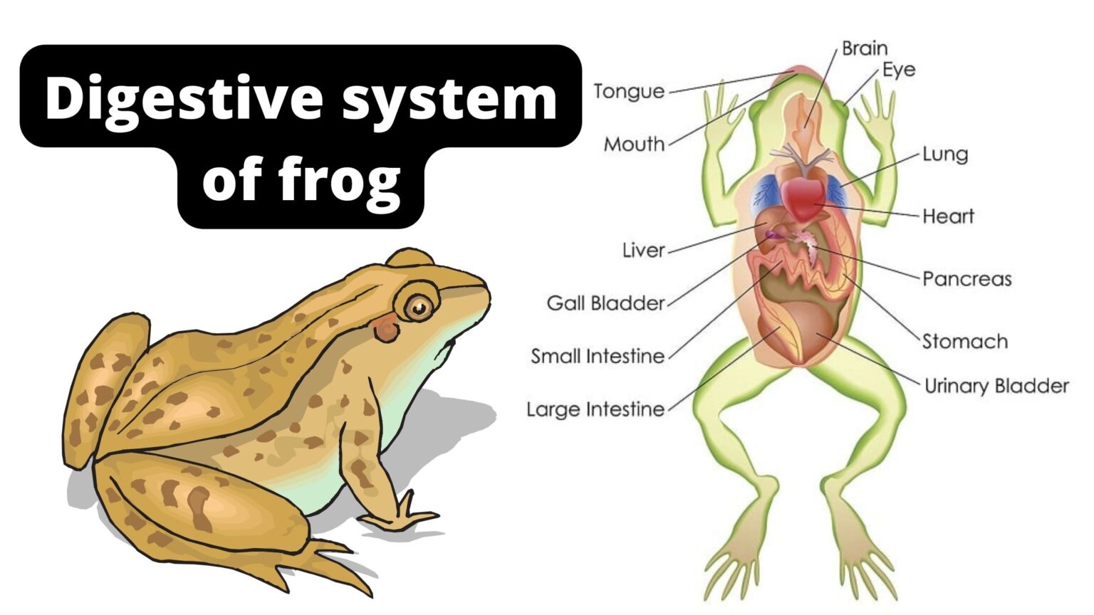 Digestive System of Frog With Diagram