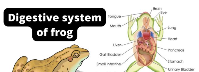 Digestive System of Frog - With Diagram