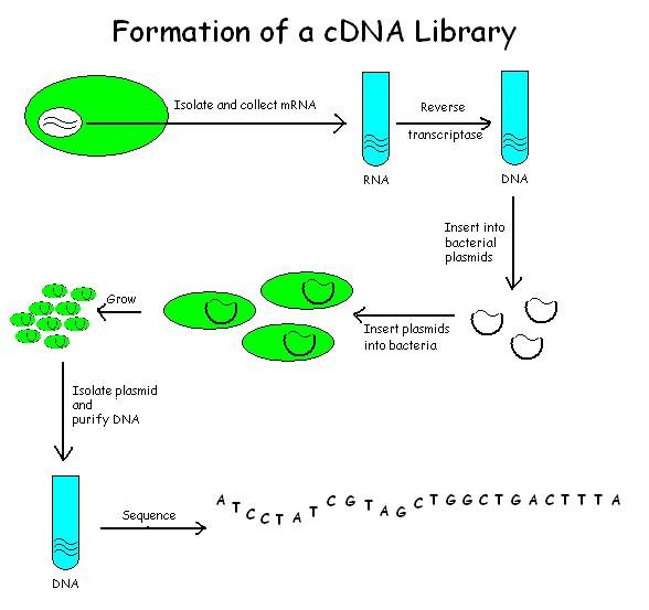 construction of cDNA library
