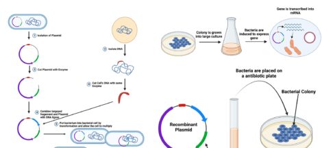 Gene Cloning - Steps, Definition, Applications