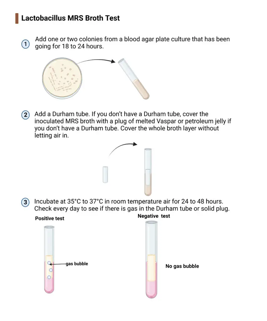 Lactobacillus MRS Broth Test