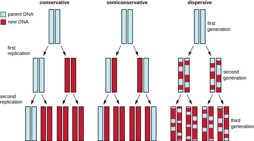 Why are we called DNA Replication as a Semiconservative?