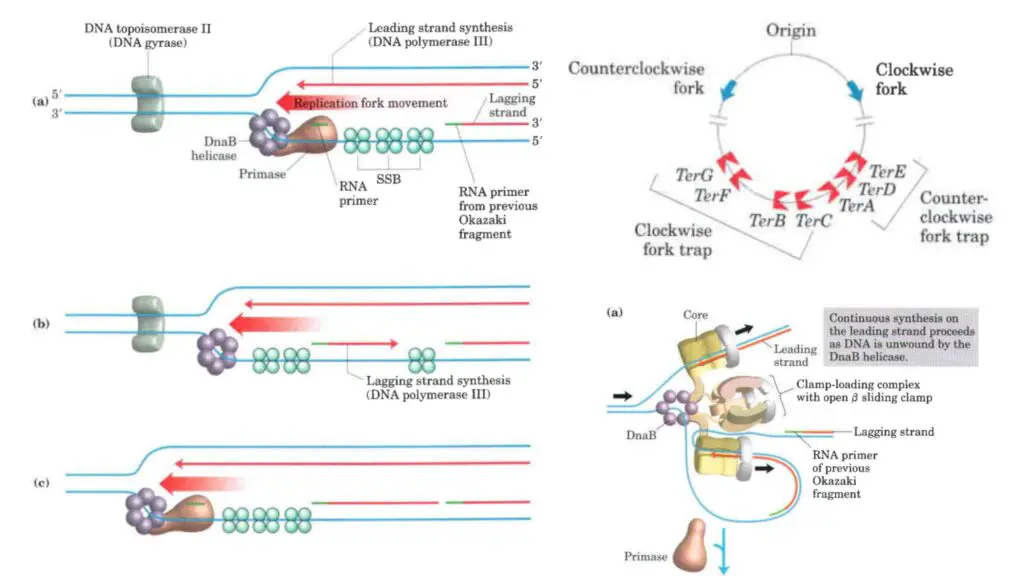 mechanism of prokaryotic dna replication
