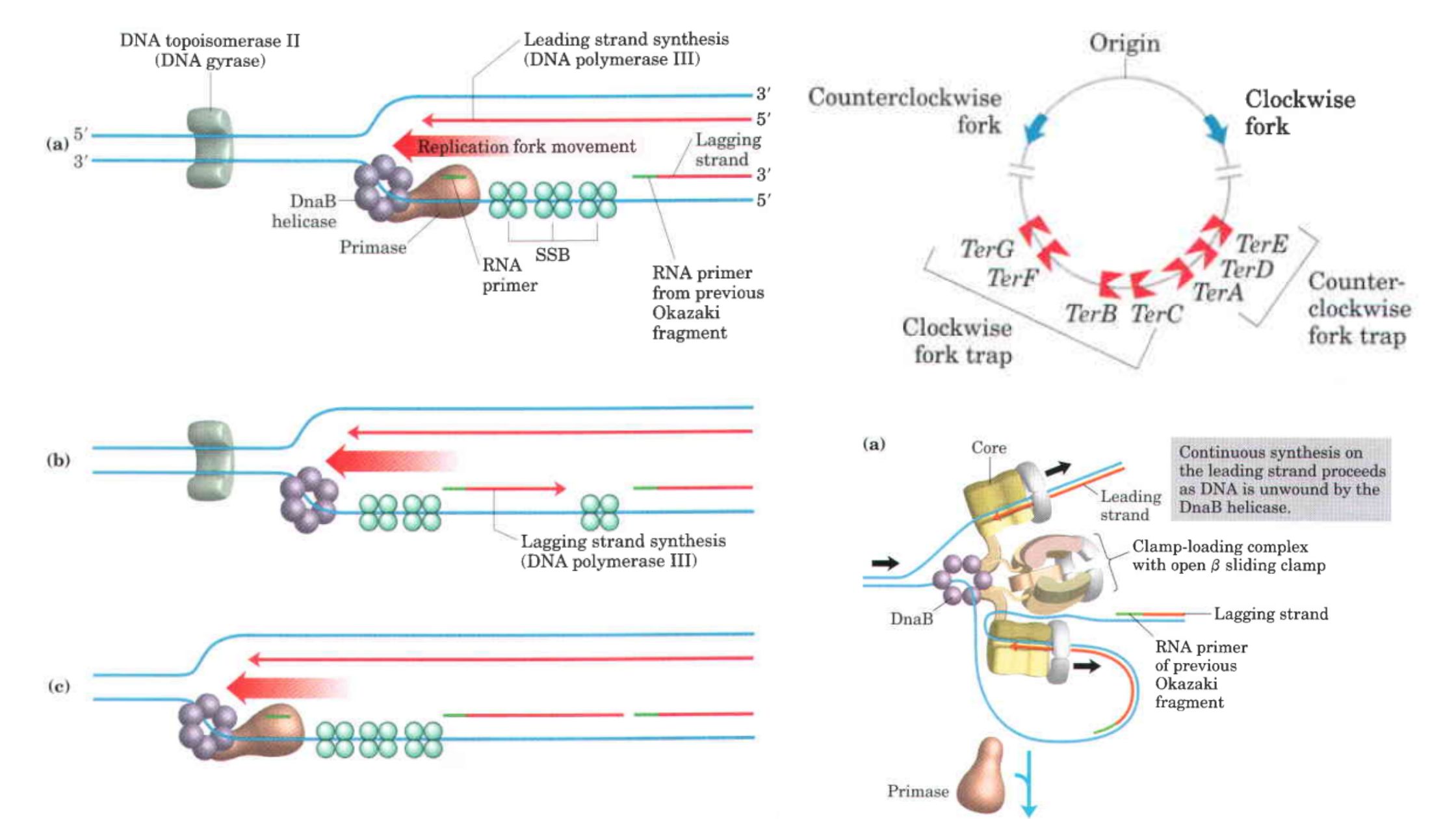 mechanism of prokaryotic dna replication