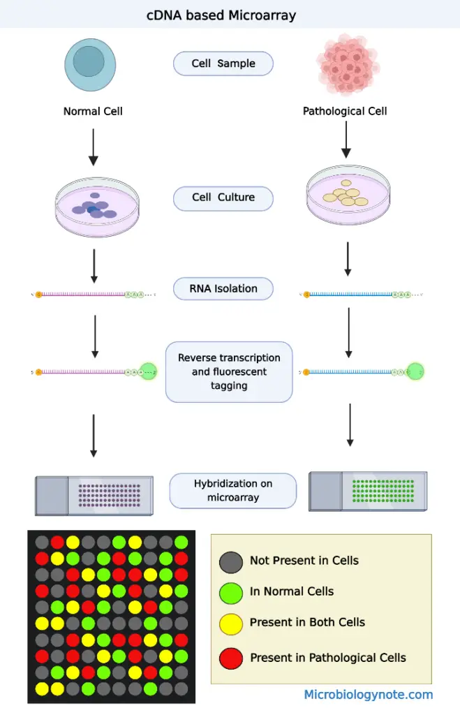 cDNA based microarrays