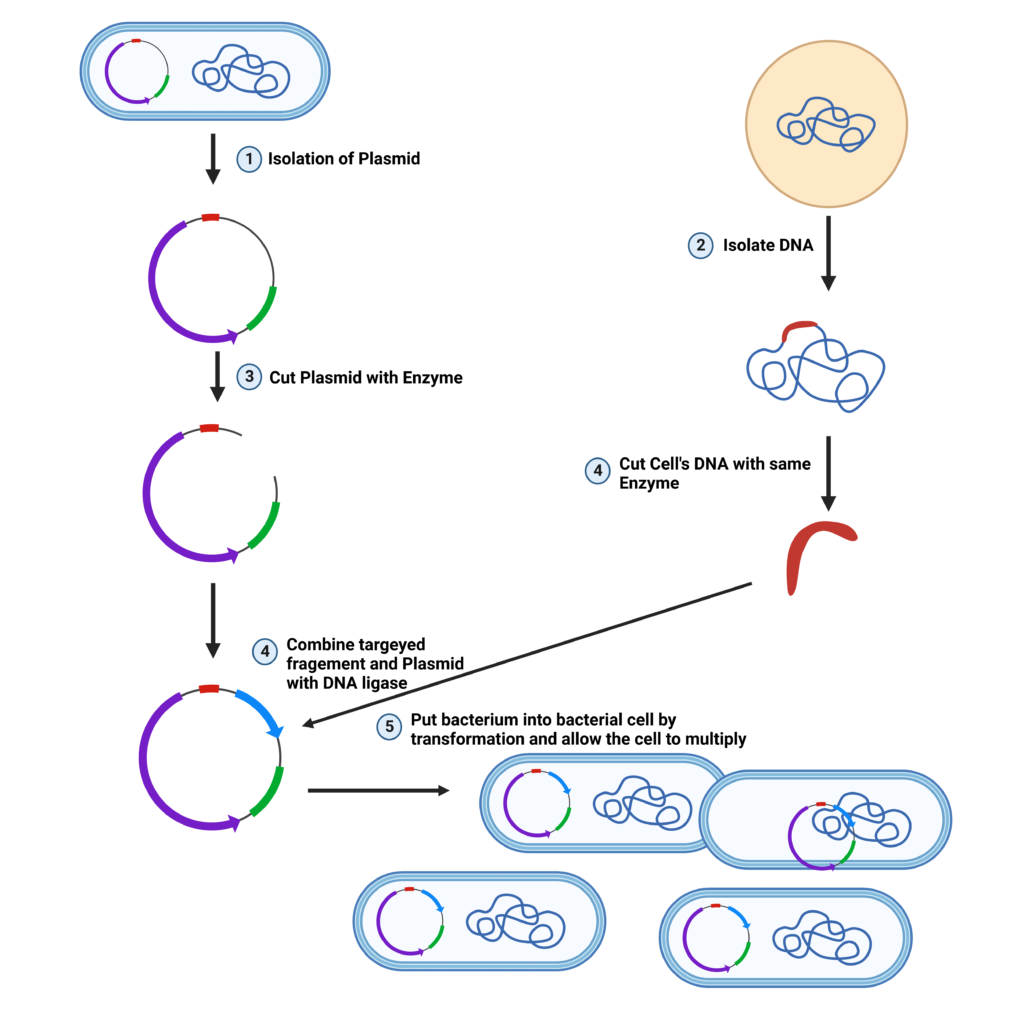 Steps of Gene cloning