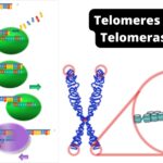 Telomeres and Telomerases