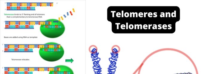 Telomeres and Telomerases