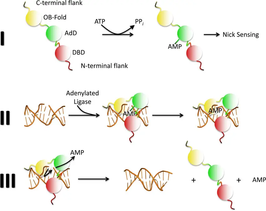 The Three-step mechanism of DNA ligation
