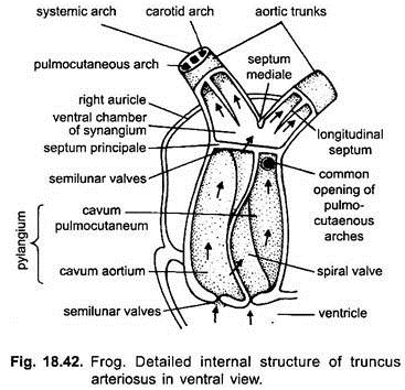 circulatory system of frog diagram