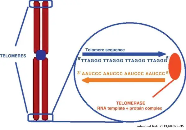 Fig 6: Telomeres form protective end of eukaryotic linear DNA (Aulinas, 2013).