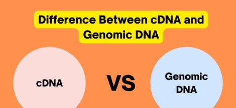 Difference Between cDNA and Genomic DNA - cDNA vs genomic DNA