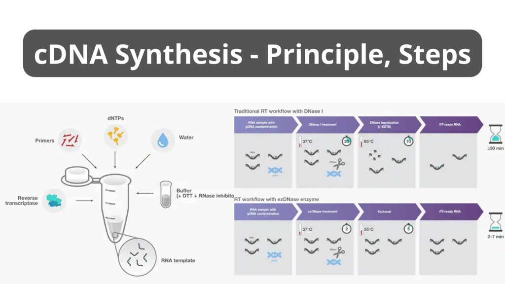 cDNA Synthesis - Principle, Steps