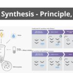 cDNA Synthesis - Principle, Steps