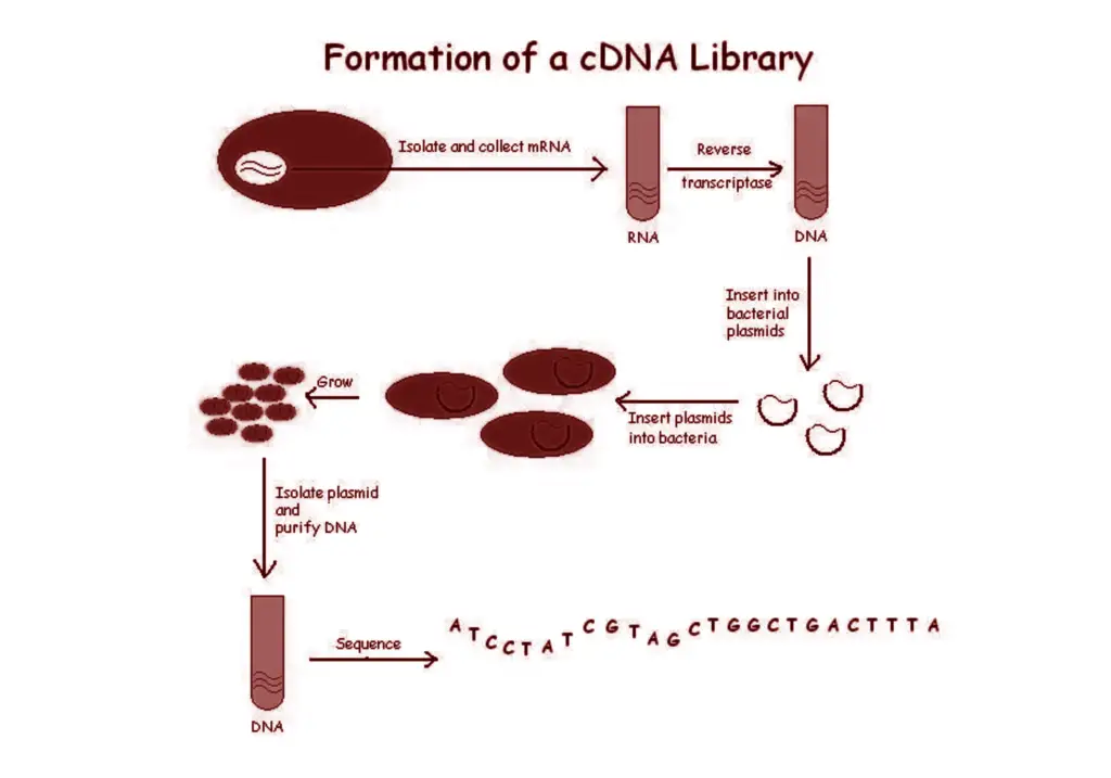 cDNA library