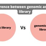 Difference between genomic and cdna library