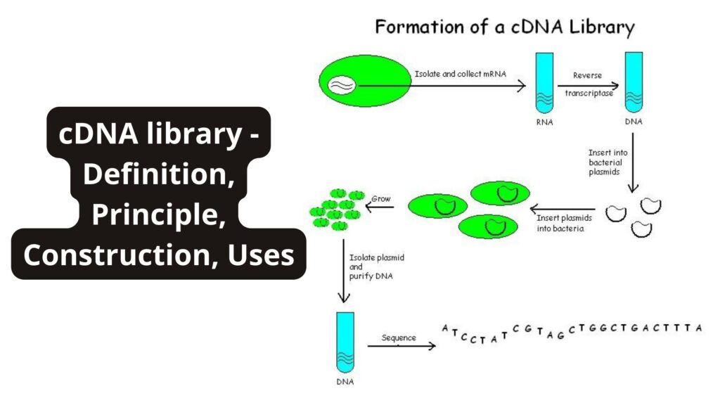 cDNA library - Definition, Principle, Construction, Uses