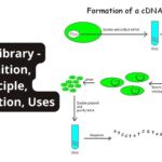 cDNA library - Definition, Principle, Construction, Uses