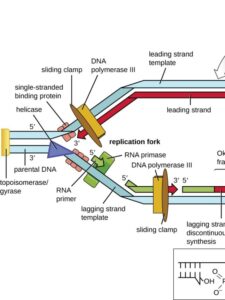 General Overview of a DNA Replication Fork