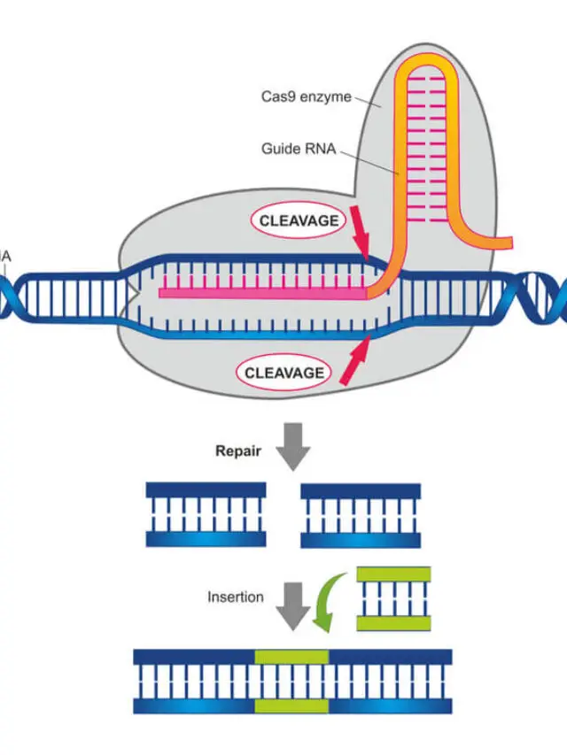 MCQ on CRISPR
