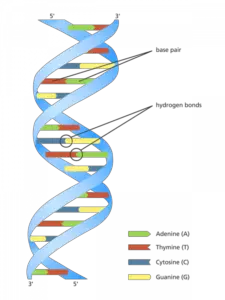 Structure of DNA 