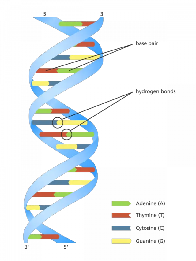 What is RNA and its types?