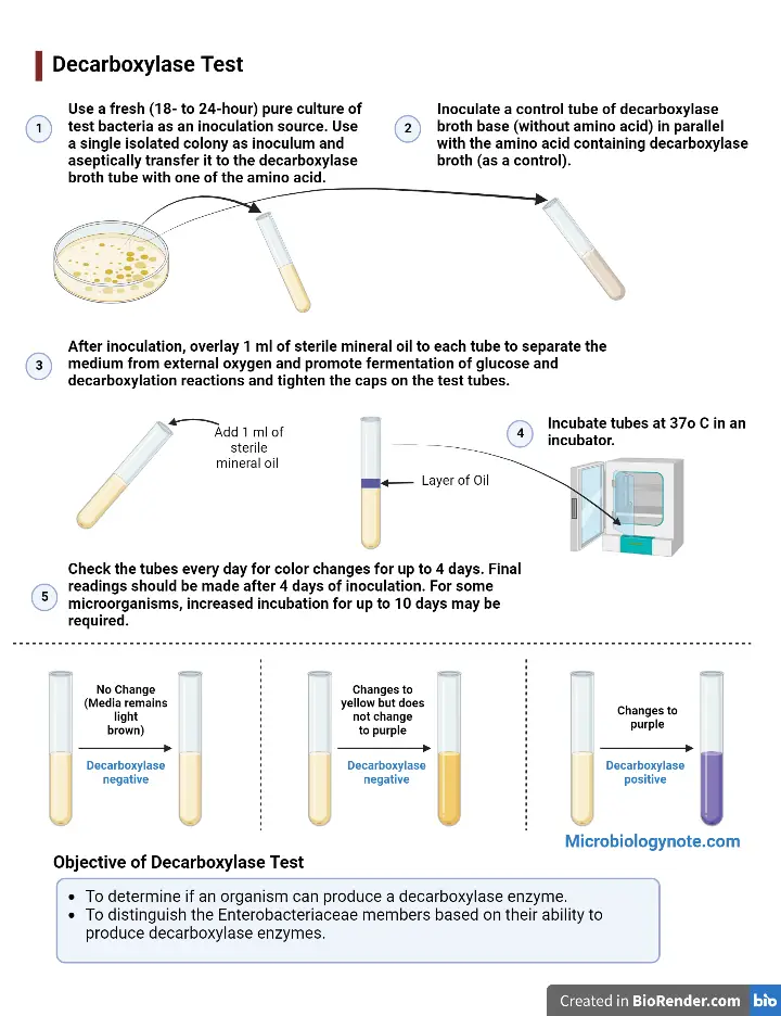 Procedure of Decarboxylase Test