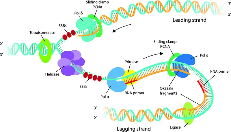 What is DNA Replication?
