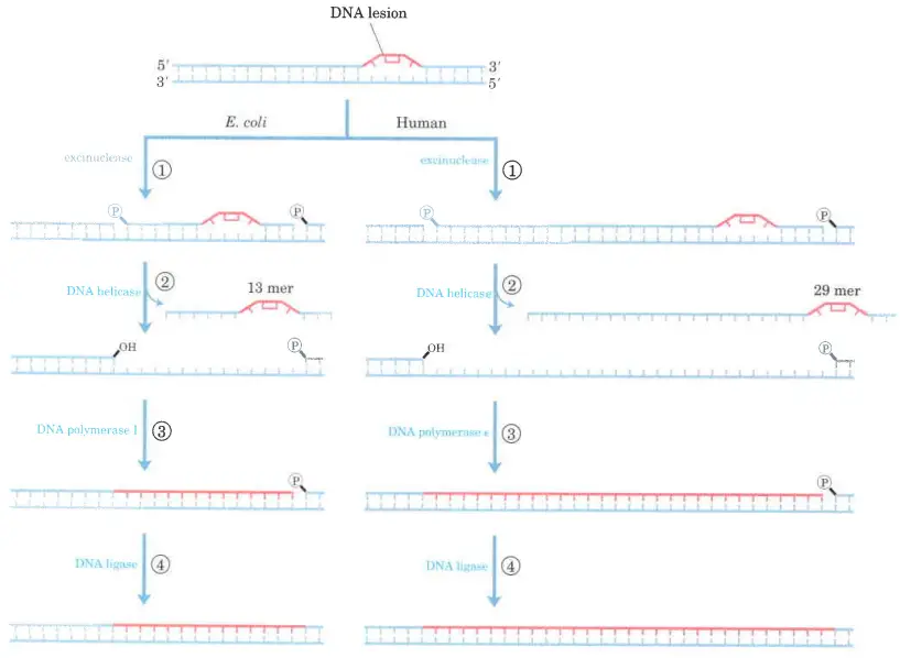 Nucleotide-excision repair in E. coli and human