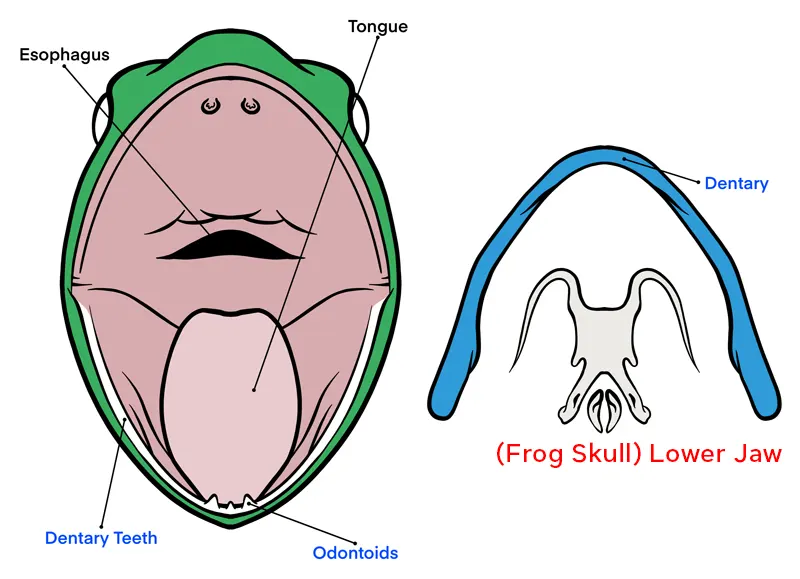 diagram of frog digestive system