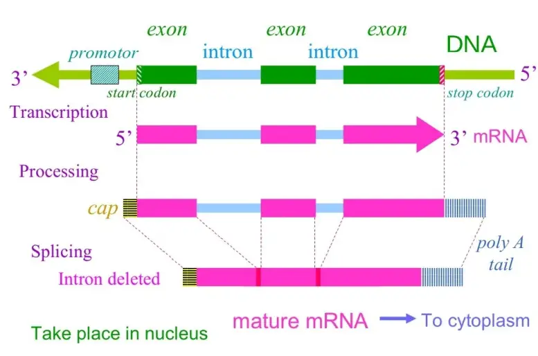 Principle of cDNA library