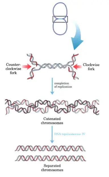Role of topoisomerases in replication termination