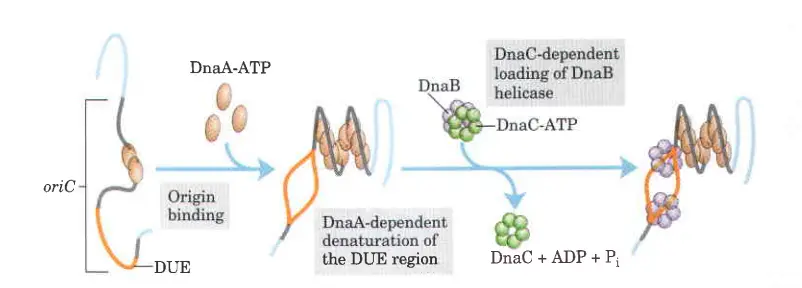 Initiation of Prokaryotic DNA Replication