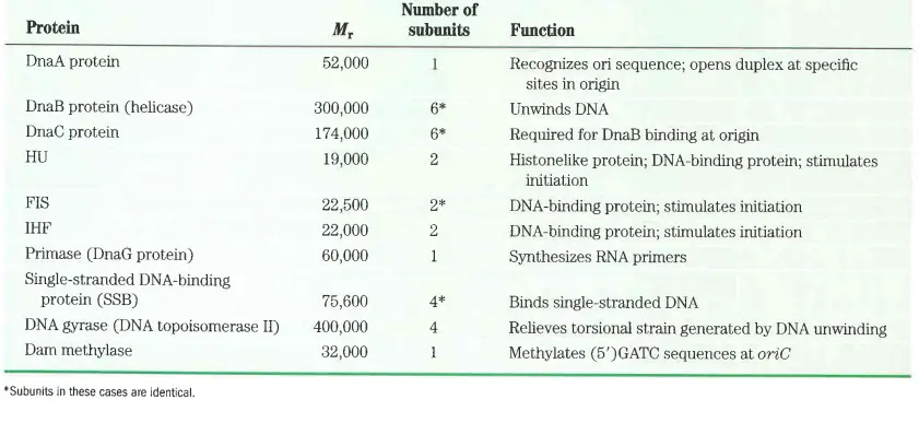 Protein required for initiation of Replication in Prokaryotes