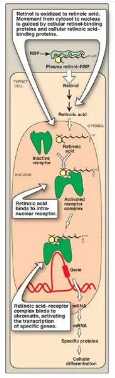 Mechanism of action of vitamin A