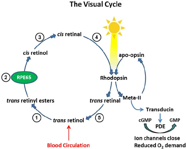 Detail Mechanism of Vitamin A in Vision