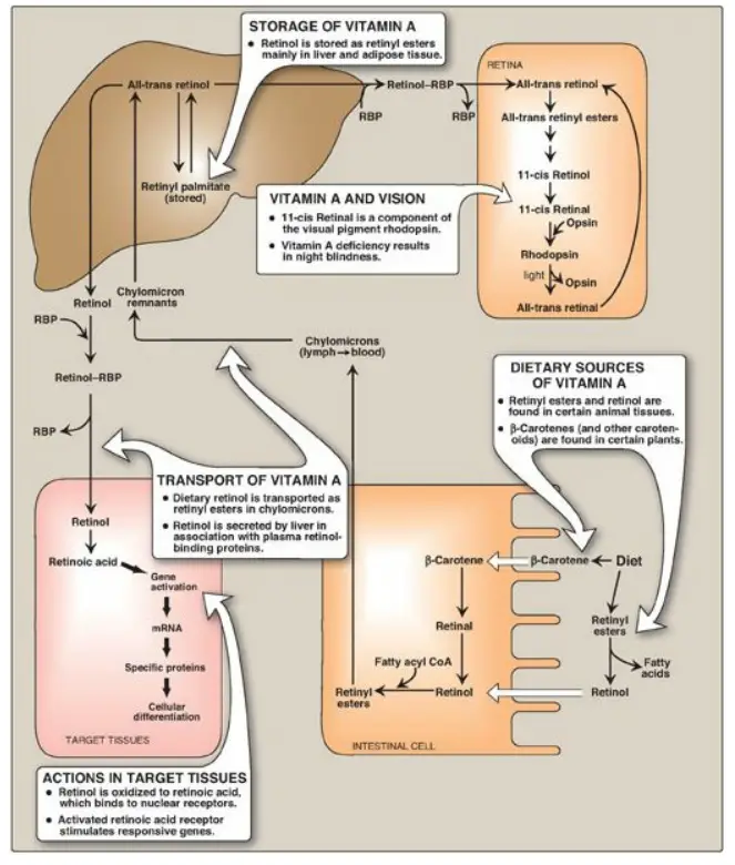 Absorption and transport of vitamin A