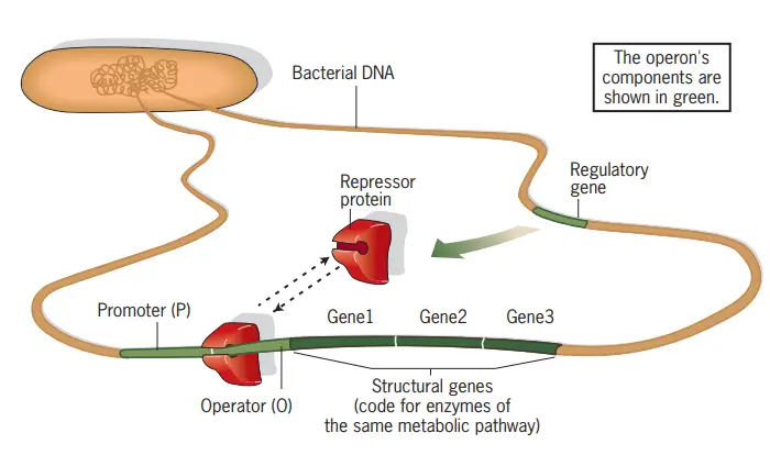 Organization of a bacterial operon