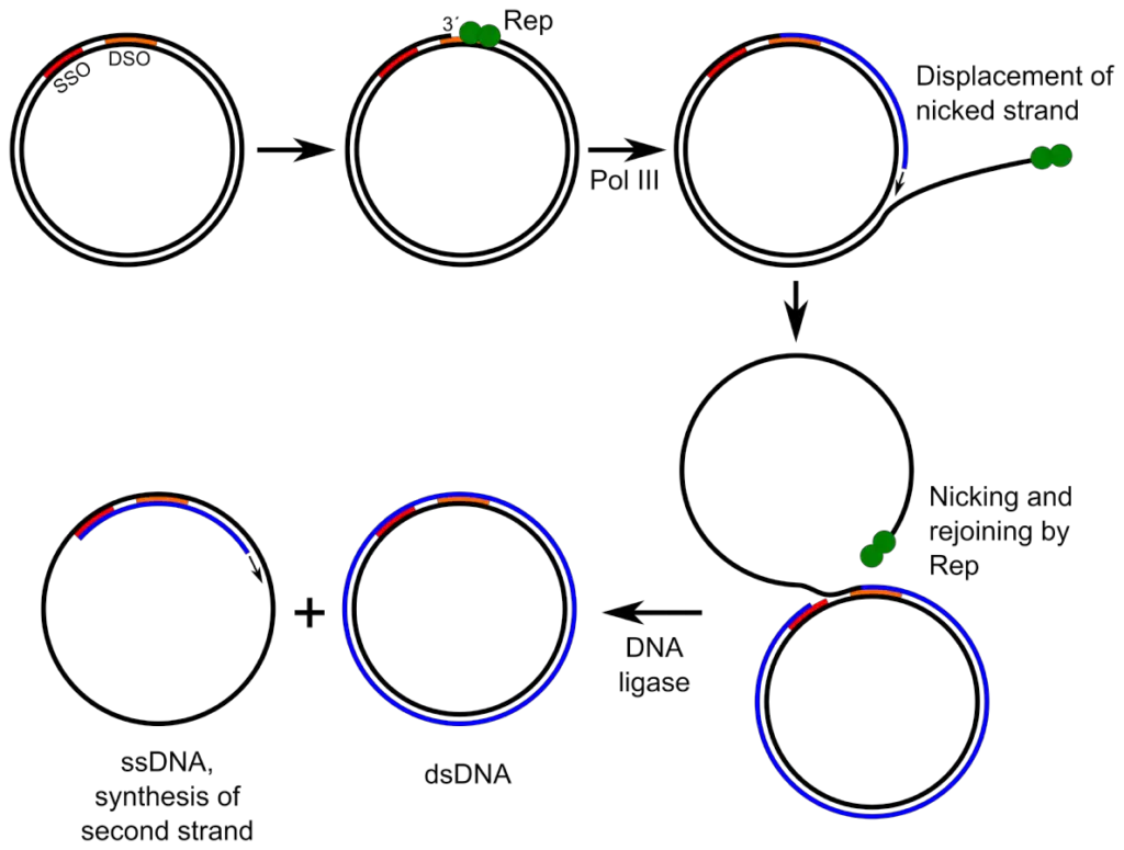 Mechanism of Rolling circle replication