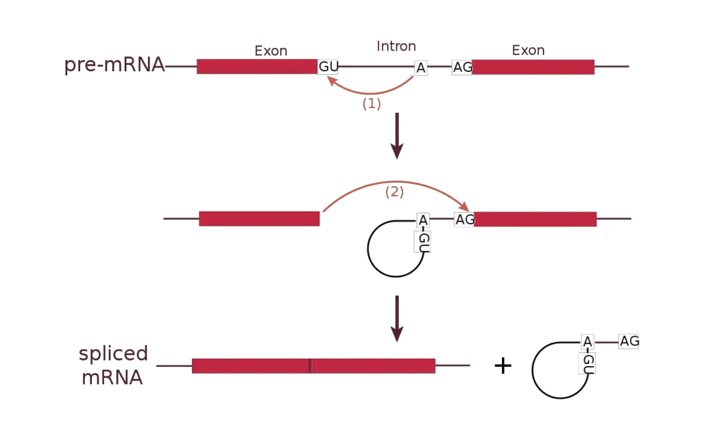RNA Splicing Process/ Mechanism