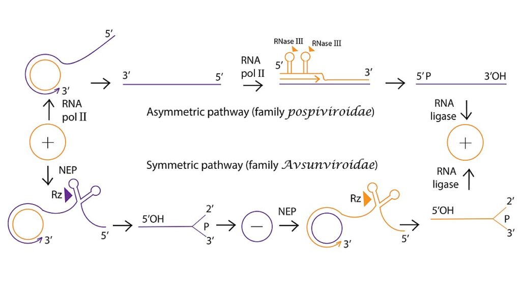 Replication of viral RNA using Rolling circle replication
