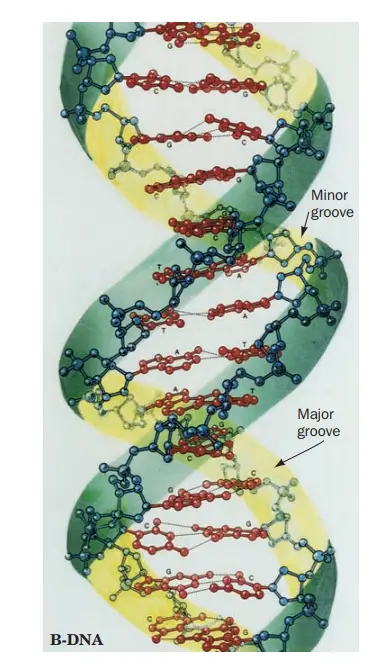 Major and Minor Grooves of the DNA