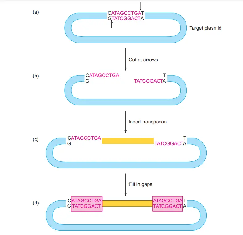 Insertion Sequences: The Simplest Bacterial Transposons