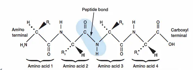 Peptide Bonds Link Amino Acids Together in Peptide Chains